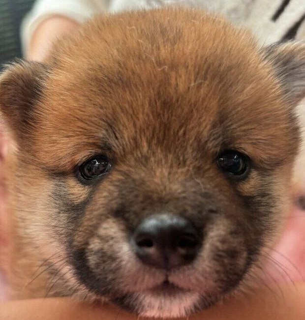 初めて対面した際の柴犬