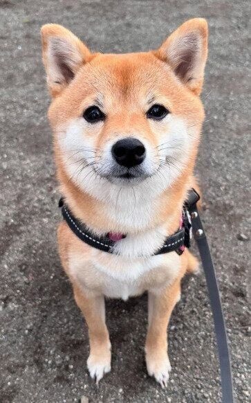 1才8カ月の柴犬