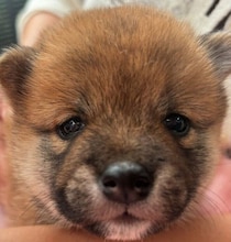 「まんまるなお顔とあどけない表情」が可愛すぎる子犬→約1年半後、人も犬も大好きな甘えん坊に成長！家族に癒しをくれる“かけがえのない存在”に