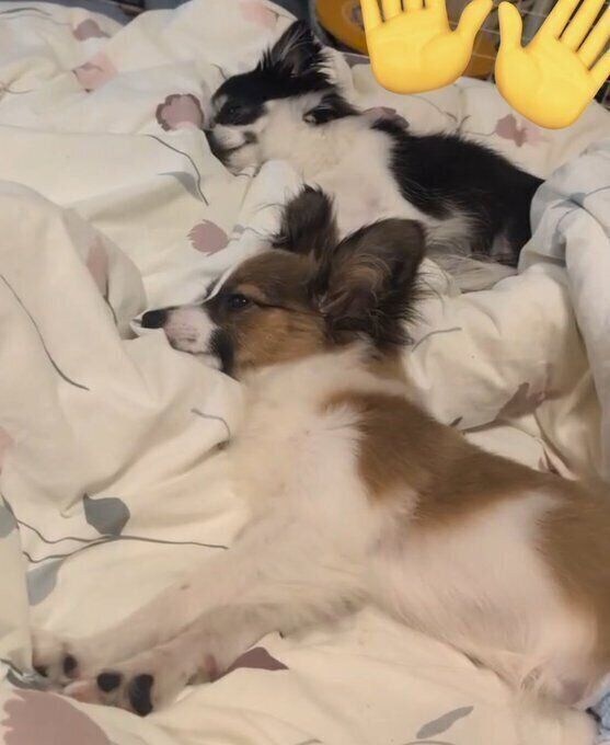 同じ向きで寝ているチワワ（写真上）とパピヨン（写真下）