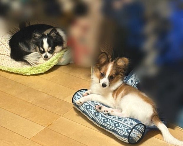 チワワ（写真左）とパピヨン（写真右）