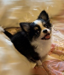 「遊んで！」とニコニコな表情で話しかけるチワワ子犬→2才に成長、表情豊かなコに！いつまでも「守りたい存在」