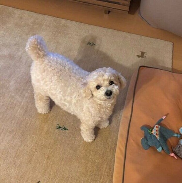 飼い主さんを見上げるテテちゃん