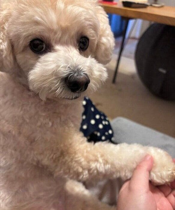飼い主さんの手に前足を置くテテちゃん