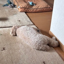 初夏の恒例！　床に寝転がるトイ・プードル「犬が落ち始める季節になりました」の投稿に共感の声
