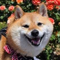 犬が心を許したときの小さなサインとは？変化や見分け方について解説