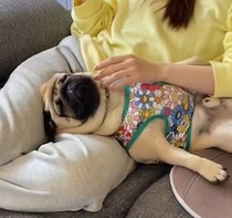 飼い主のひざ枕で熟睡するパグが可愛すぎると話題に　「見ているこちらが幸せになる」