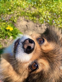 なでられ好きなポメラニアン犬が散歩中に「なでて」のアピール！理由を獣医師に聞いてみた