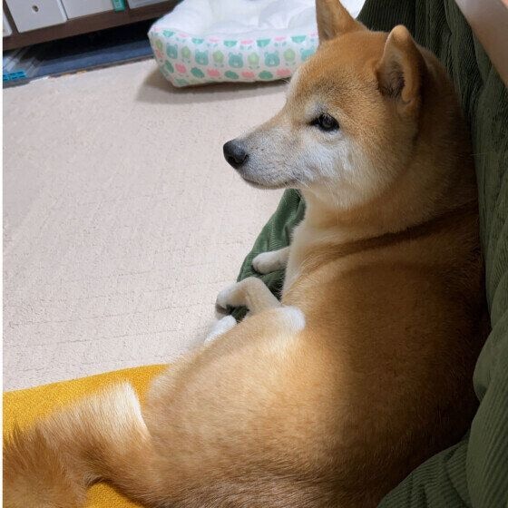柴 あまえんぼ