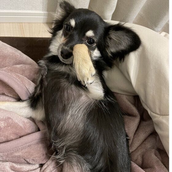 Mix(雑種)小型犬 へそ天