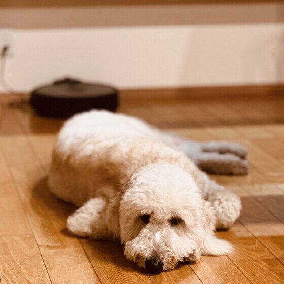 Mix(雑種)大型犬 ゴールデンドゥードル
