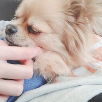 犬が静かな場所を選んで寝るのはなぜ？　物音の少ない場所で休む理由と気持ちを解説