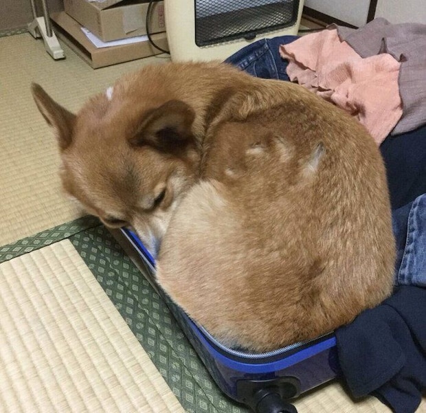 キャリーケースの中に入るコロ助くん