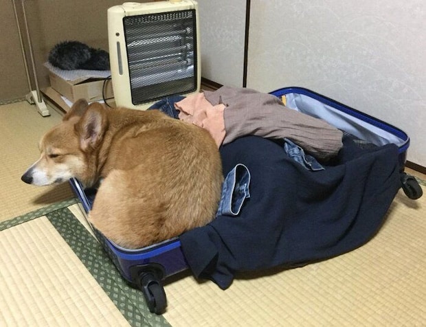 キャリーケースの中に入るコロ助くん