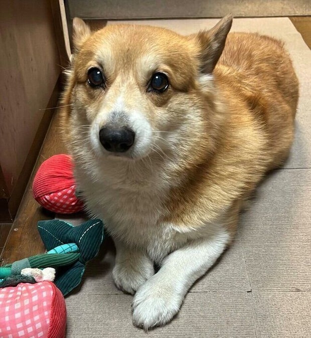 現在のコロ助くん