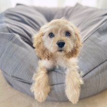 犬の下痢と嘔吐が同時に起きたらどうする？　考えられる原因と対処法を獣医師が解説