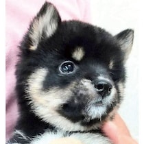 生後2カ月で出会った小さな黒柴の子犬　やんちゃな時期を経て、4才の今は“かわいさ無限更新中”なコに！