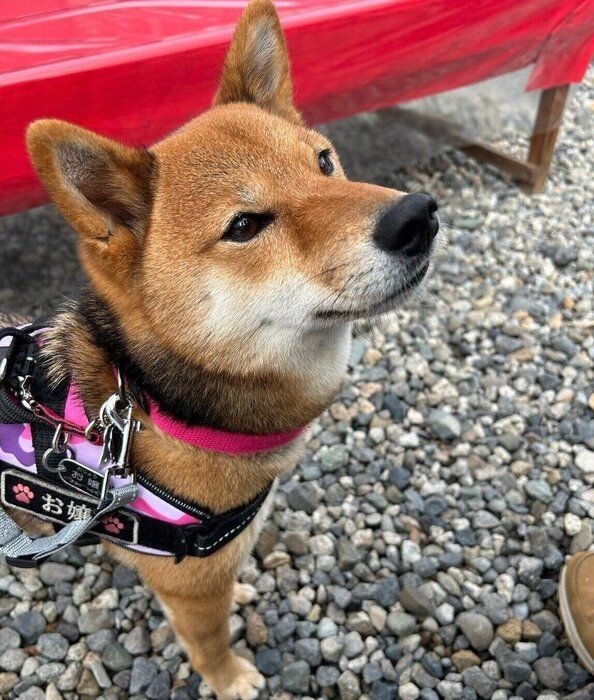 “スン”とした顔をするお嬢ちゃん