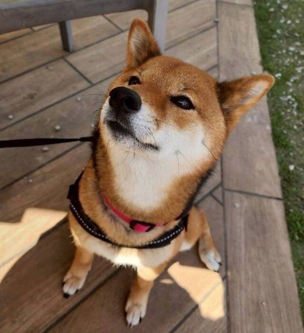 4才になったお嬢ちゃん
