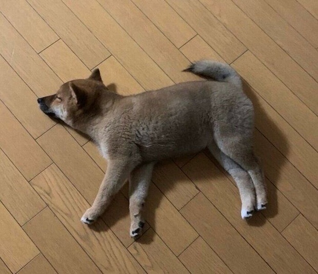 子犬時代のお嬢ちゃん