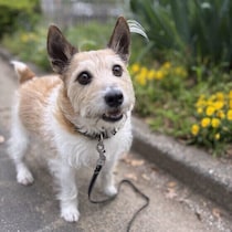 犬の運動不足のサインとは？　体にどんな影響があるのかと改善のポイントを解説