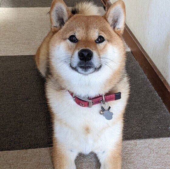 くり  柴　撮ろうとすると怒るよね〜