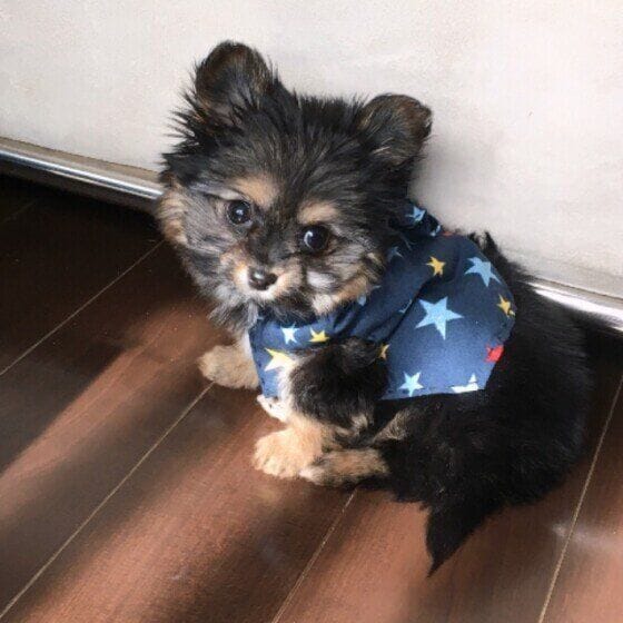 望和  Ｍｉｘ（雑種）小型犬　初めての手作りお洋服
