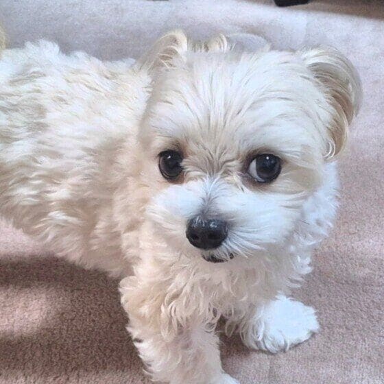 サナン  Ｍｉｘ（雑種）小型犬