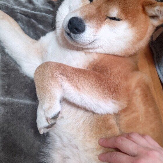 まっちゃ  柴　これ以上さわると
