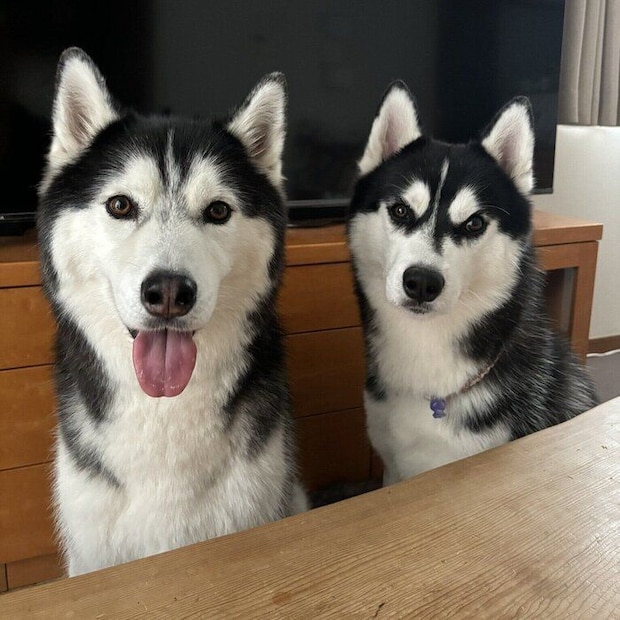 同居する先住犬のサリーくん(写真左)と一緒に