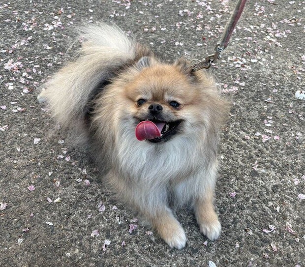 散歩を楽しむあもくん