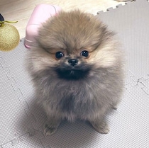 耳が見えないほど“爆毛”だったポメラニアンの子犬→2才になり、見違えるほどおとなっぽい姿に！