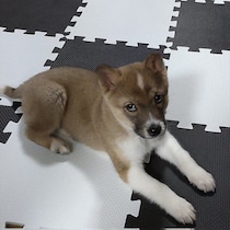 「絶対このコだ」多頭飼育崩壊から保護された子犬を迎えて→4才に成長　「愛情をそのまま返してくれる」愛犬に支えられる日々