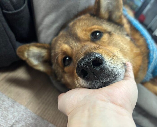 飼い主さんに甘えるジェスターくん