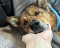 遠慮がちだった保護犬が、少しずつ甘えん坊に　頭を“スリーっ”と寄せる姿が愛おしい