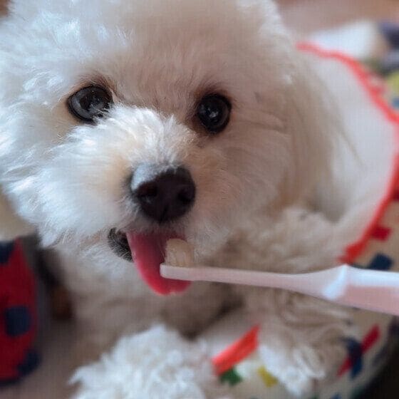 ハミガキペーストをつけて歯磨き中のワンちゃん