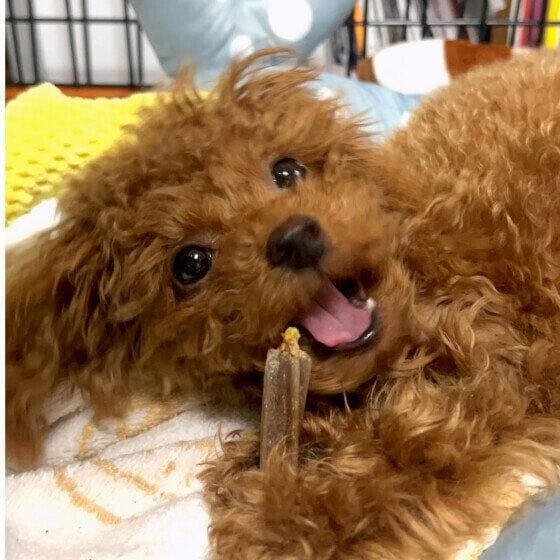 歯磨きガムをガジガジ中のワンちゃん
