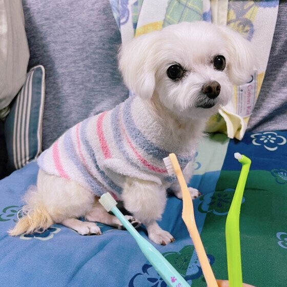 いろんな形の歯ブラシがあるね♪