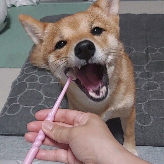歯磨き中の柴犬