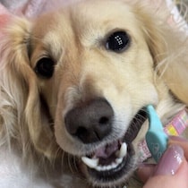 愛犬を歯磨き上手なコにするには？　無理なく慣れてもらうためのコツを解説