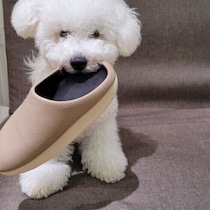飼い主のスリッパや靴をくわえたり噛んだりする犬、その心理は？　理由と注意点を獣医師が解説