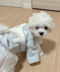 服がぶかぶかだった生後2カ月子犬→約2年後、ピッタリ着れるほどに成長！家族にとって”宝物のような存在”に