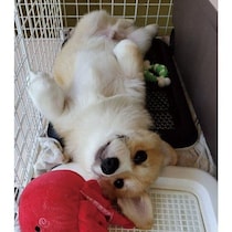 トイレの上で“ヘソ天”して寝るのが好きだった子犬　1才の今は、家族に寄り添う優しいコーギーに成長！