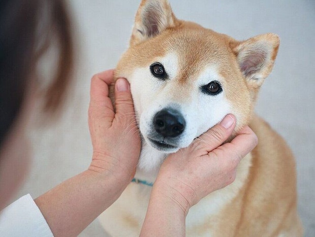 ほめられている犬