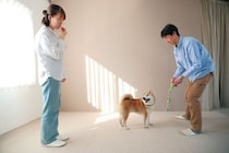 呼んでも来ないときはどうする？　愛犬を呼び戻す「オイデ」のやり方とコツを解説