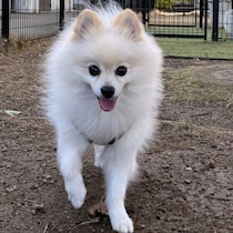 犬が急に飼い主に近寄ってくるのはなぜ？　理由と気にかけたいポイントを解説