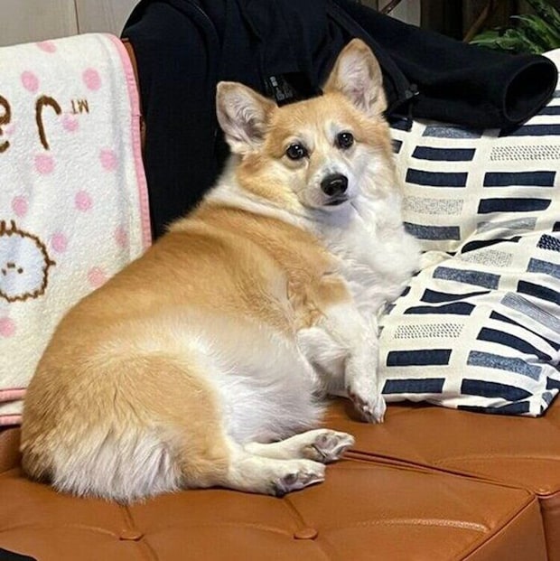 ソファに横たわるグリコちゃん