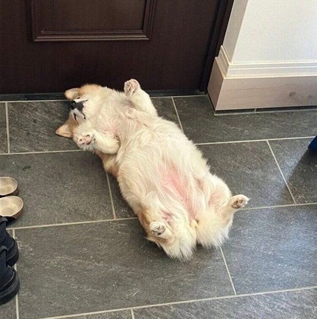 玄関であおむけになって眠るグリコちゃん