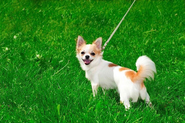 笑顔の小型犬