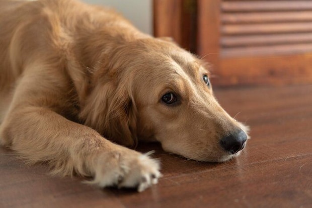 こちらを向く大型犬